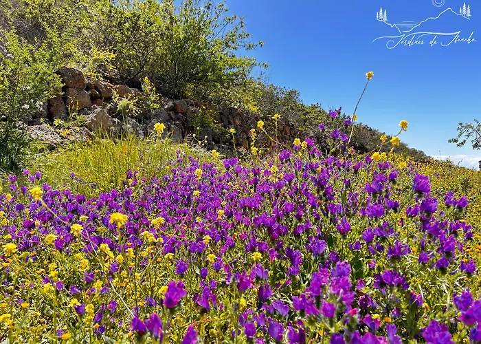 Jardines De 3* Ifonche